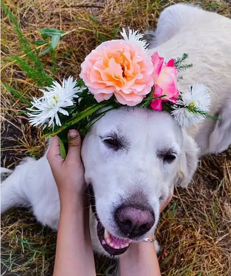 A Golden Retriever lying on the grass with bunch flowers over its head
