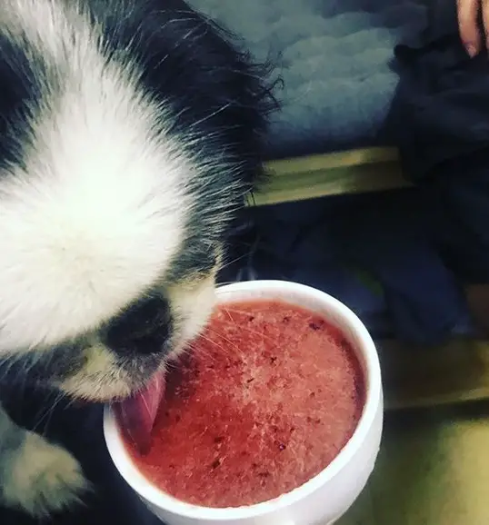 A Japanese Chin licking the smoothie from the bowl