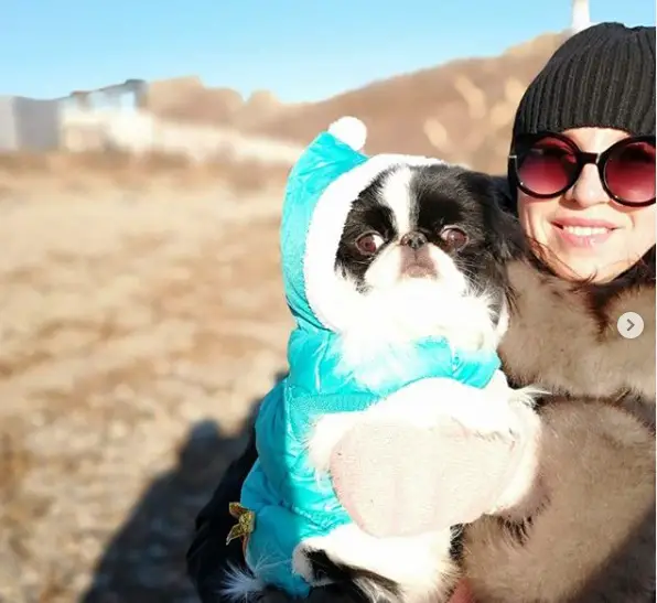 A woman carrying a Japanese Chin wearing a blue jacket