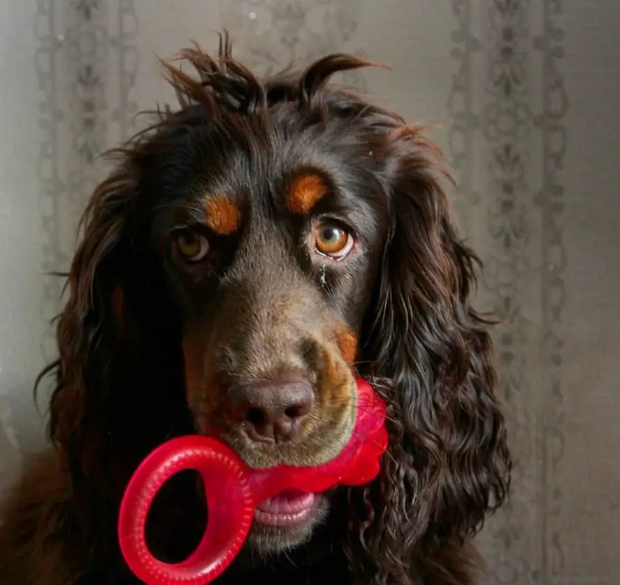 An English Springer Spaniel with a chew toy in its mouth