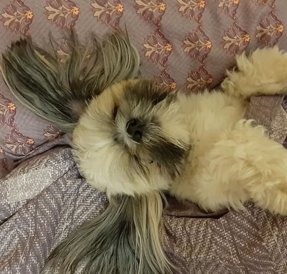 Funny Shih Tzu sleeping in the bed