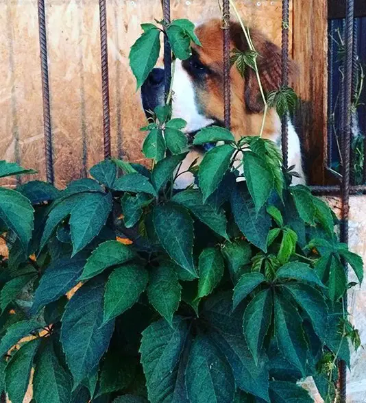 A St. Bernard sitting behind the fence with plants