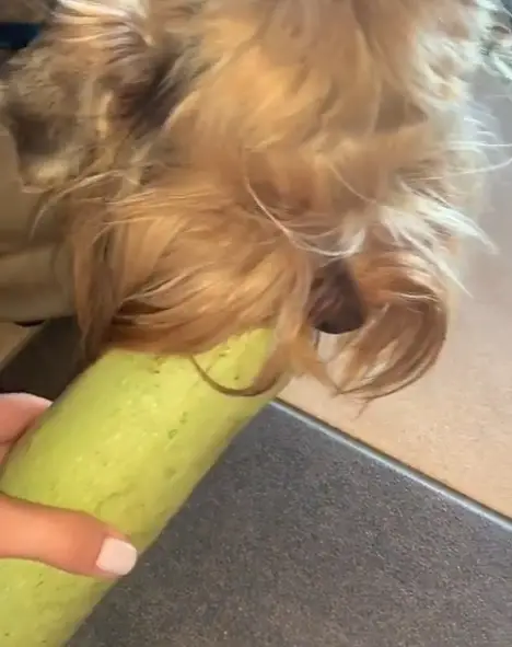 A Yorkshire Terrier eating a squash