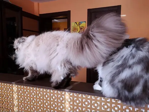 two Persian Cats walking on top of the divider countertop inside the house