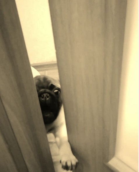 scared face of a Pug peeking from behind the door