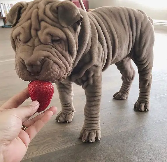 hand of a woman giving a strawberry to a Shar Pei