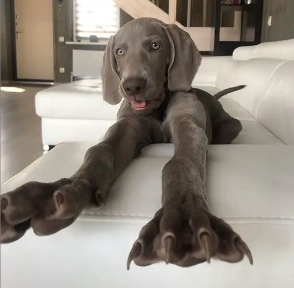 A Weimaraner lying on the couch while stretching its front legs