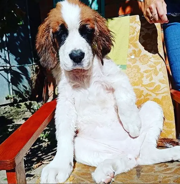 A damp St. Bernard puppy sitting on the chair under the sun