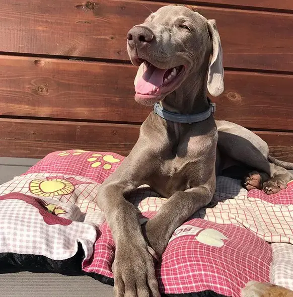 A Weimaraner lying on its bed outdoors under the sun