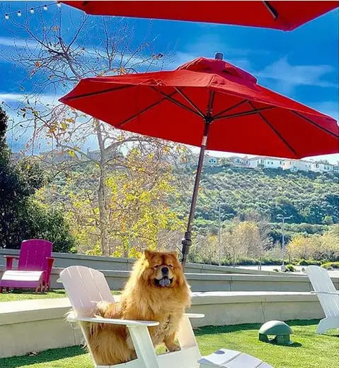 A Chow Chow sitting on the chair under the umbrella