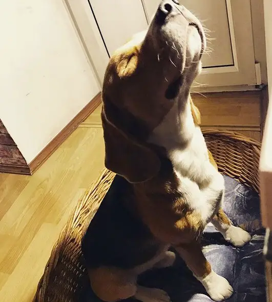 A Beagle sitting on its bed while raising its head and closing its eyes