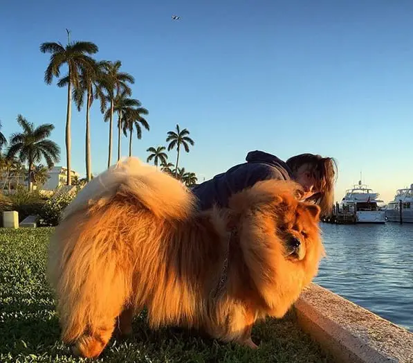 A Chow Chow standing on the grass facing the ocean beside a woman
