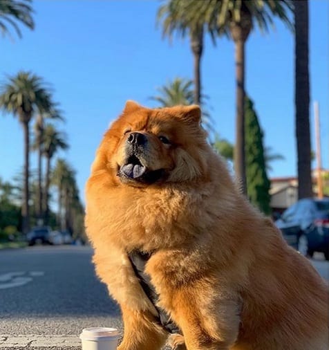 A Chow Chow sitting in the california street under the sun