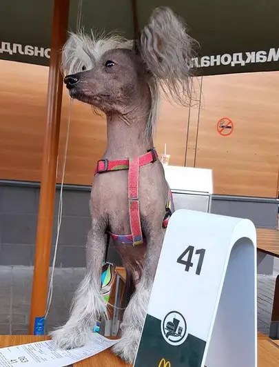 A Chinese Crested Dog sitting on top of the table