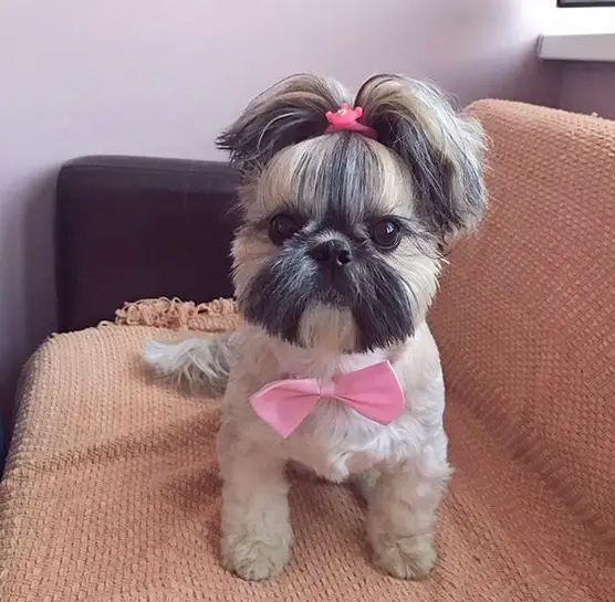 Shih Tzu with a pink pony tail and pink bow tie willing sitting on the couch