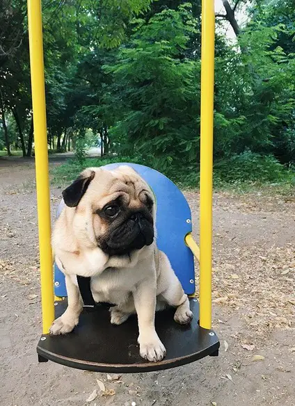Pug in swing at the park