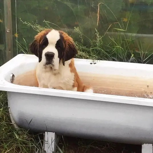 A St. Bernard puppy sitting inside the bathtub