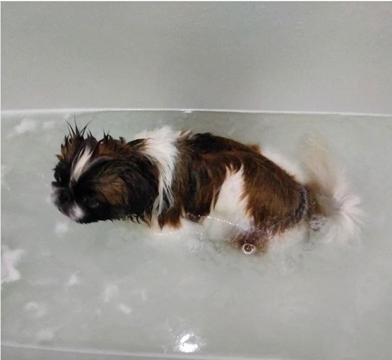 Pekingese standing in the bathtub with water