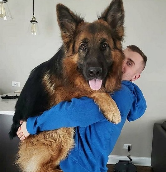 a man carrying a German Shepherd