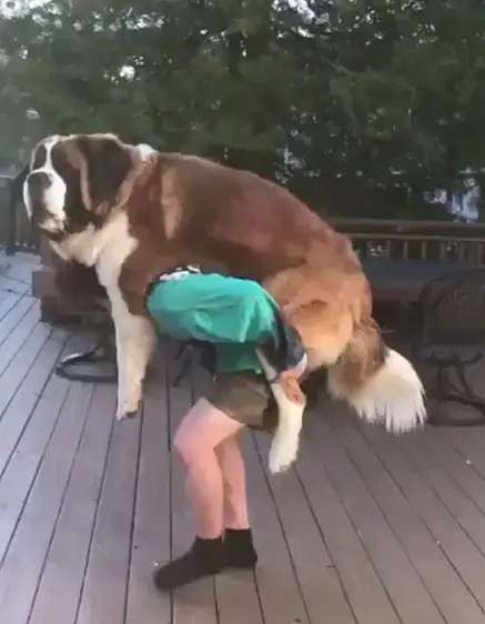 A man with a St. Bernard on his back