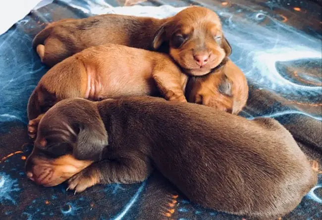 Dachshund puppies snuggled up sleeping together