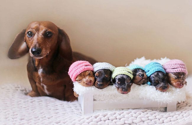 Dachshund mom lying behind her five puppies wearing colorful beanies