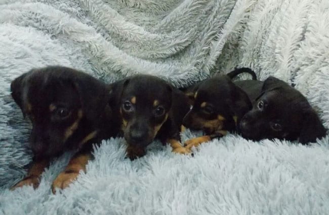 four Dachshund puppies lying on their bed