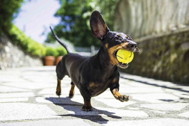 A Dachshund walking in the pathway while carrying a ball in its mouth