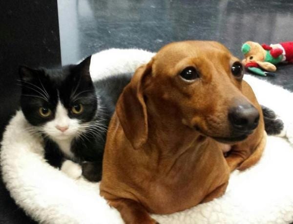 A Dachshund lying on its bed with a cat