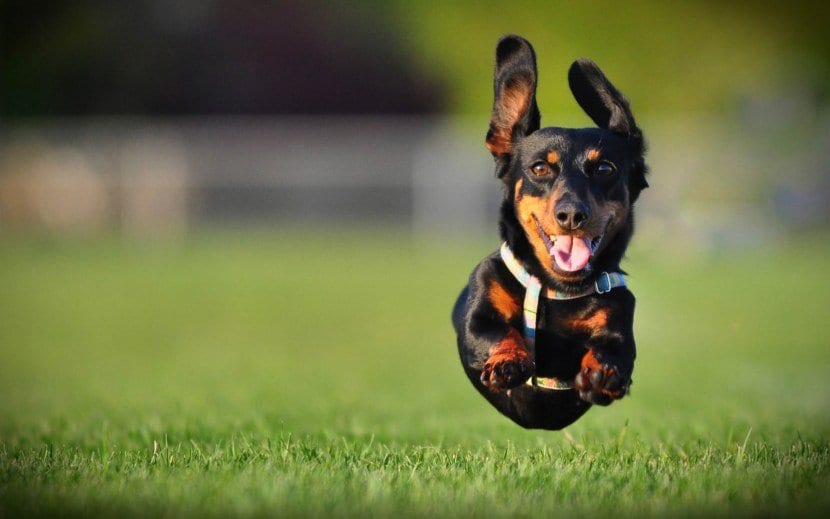 A Dachshund happily running in the field of grass