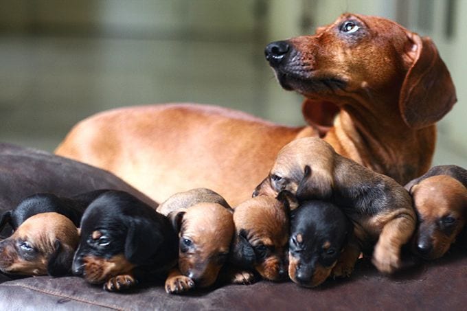 Dachshund mother lying behind her puppies on the bed