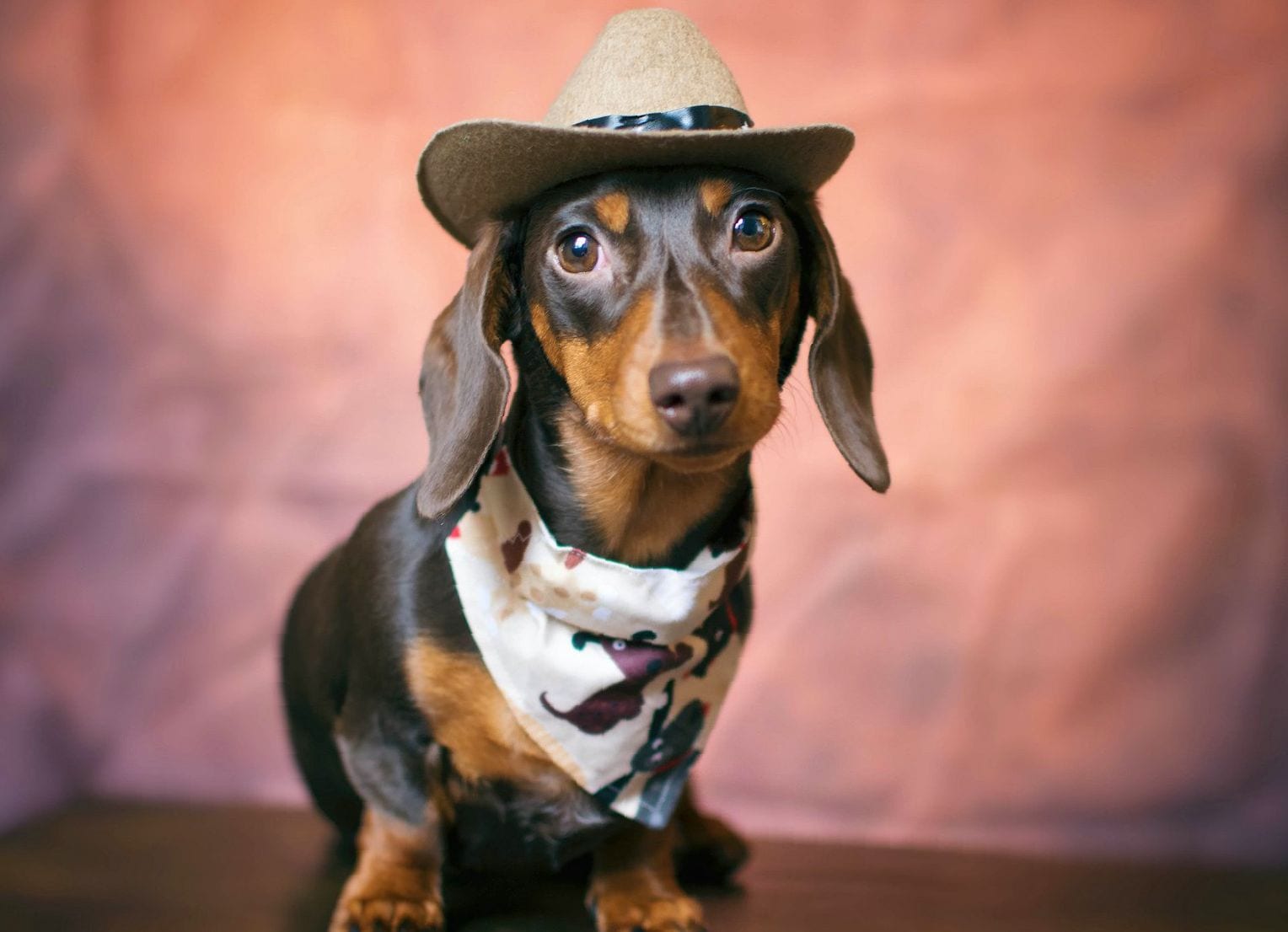 A Dachshund in cowboy look while sitting on the table