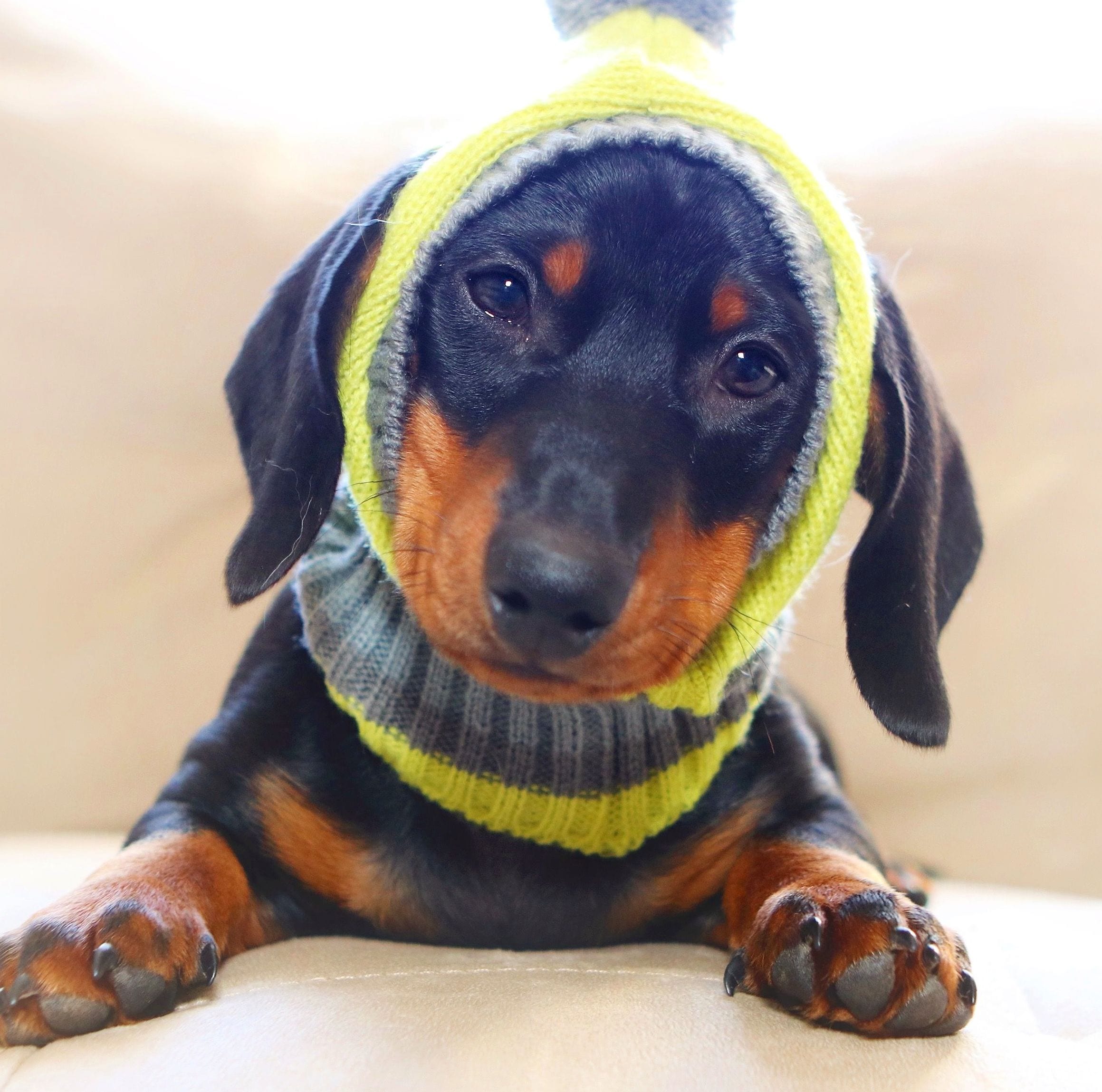 A Dachshund wearing a striped yellow and gray headpiece while lying on the couch