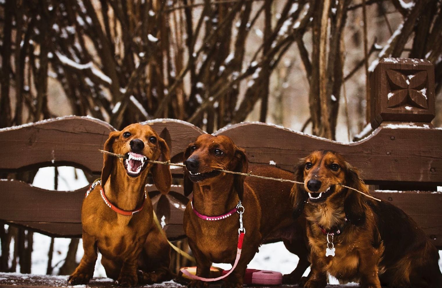 three Dachshunds standing on top of the bench while sharing on stick