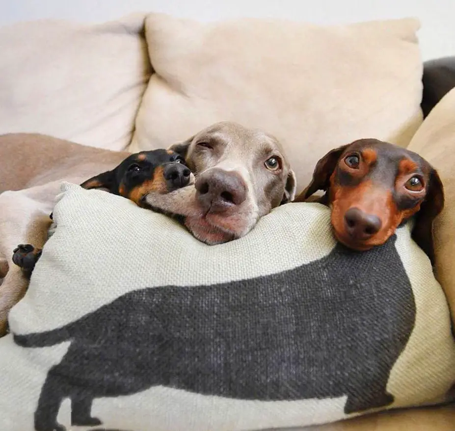 two Dachshunds lying on the couch while one is biting the cheeks of the large dog lying in between them