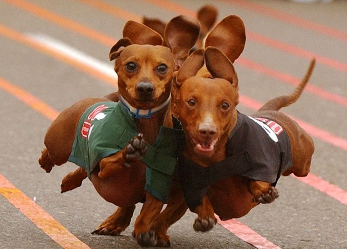 Dachshund running beside each other in a race