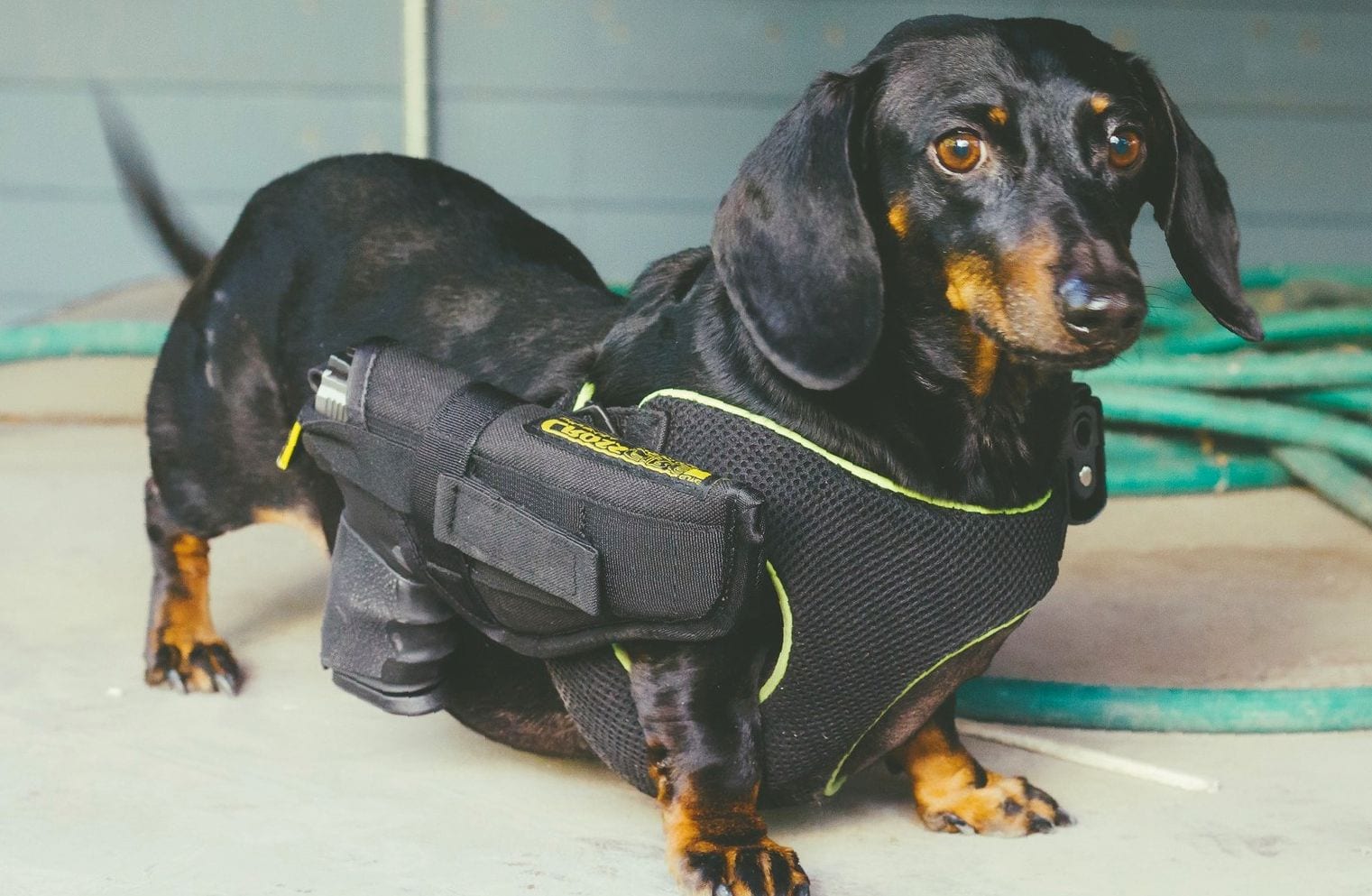 A security guard Dachshund standing on the floor