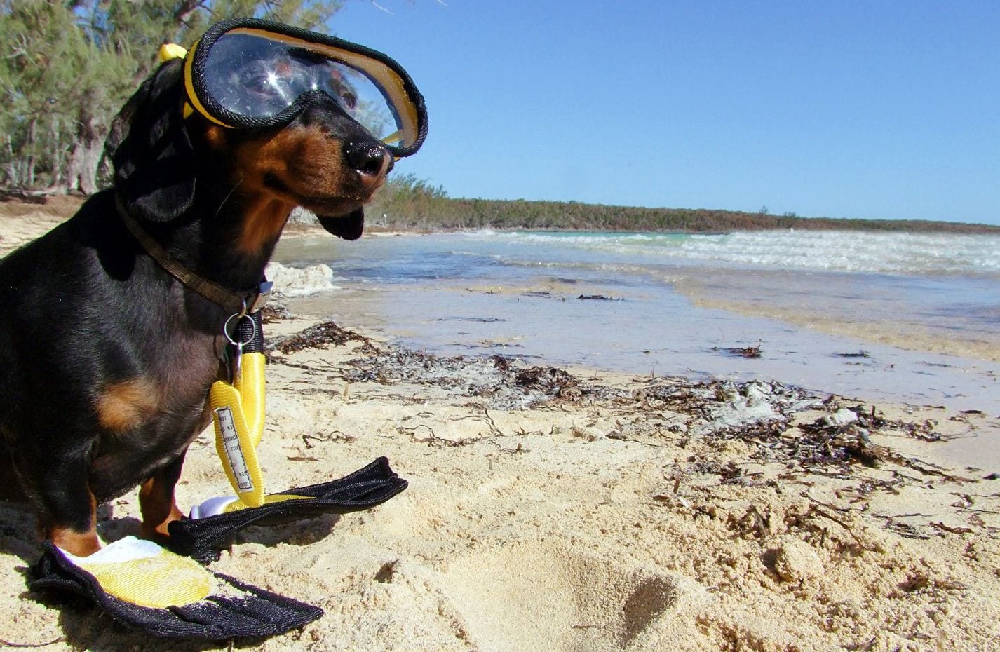 A Dachshund wearing goggles and swimming fins while sitting by the seashore