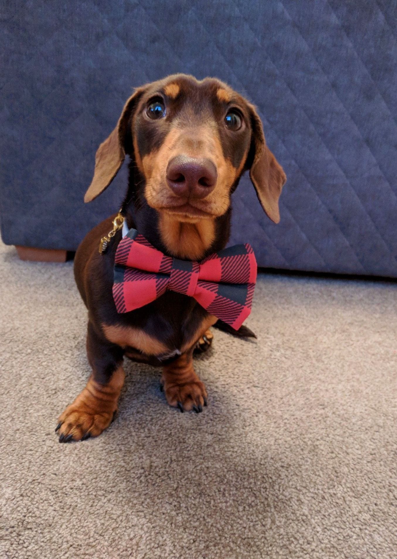 A Dachshund wearing a checkered red bow tie while sitting on the floor and looking up with its adorable eyes