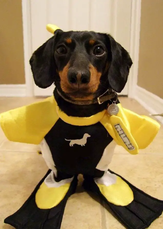 A Dachshund in scuba diving costume while standing on the floor