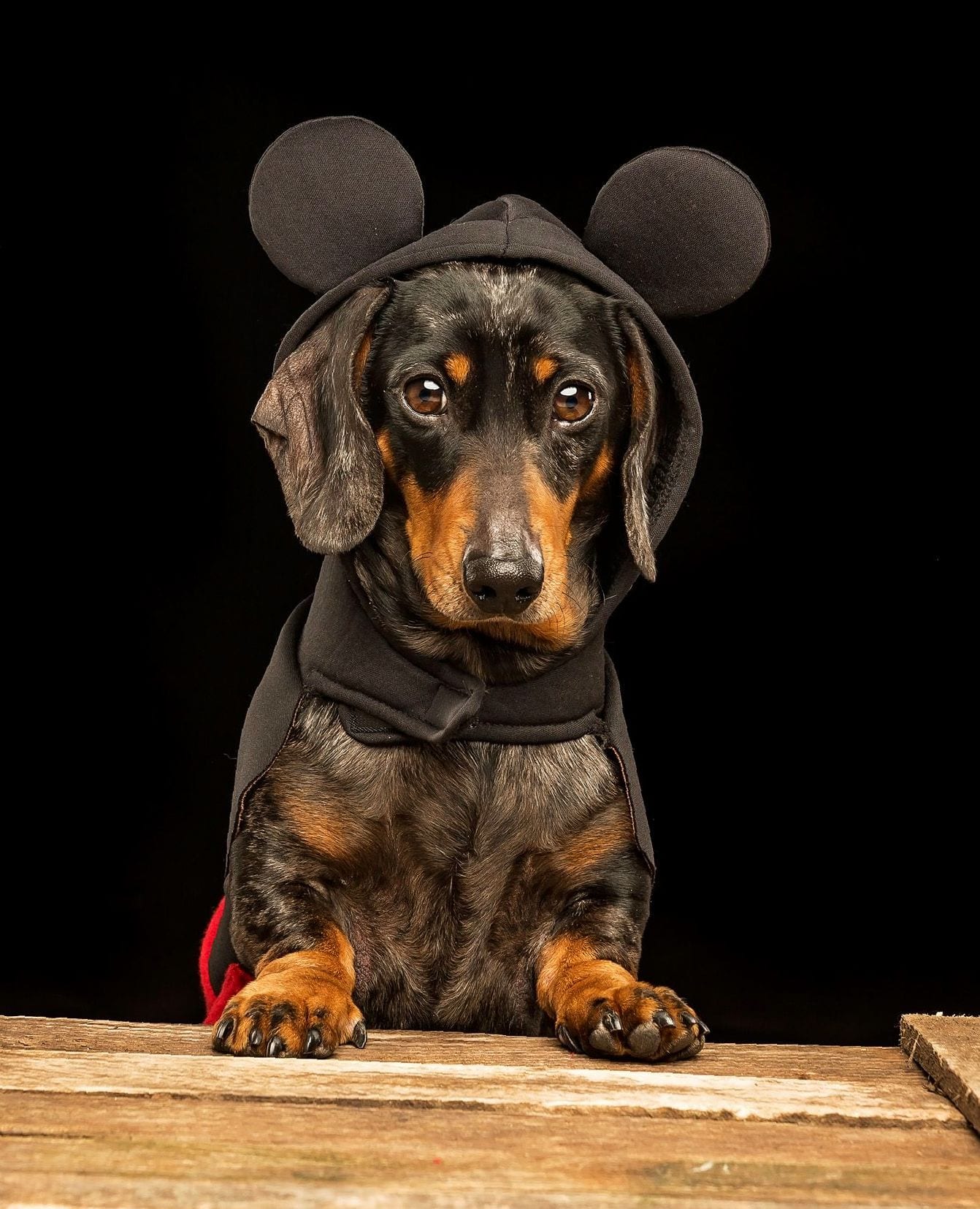 A Dachshund wearing a mickey mouse costume