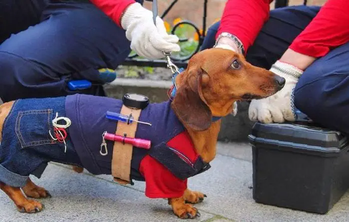 A Dachshund in repair guy costume while standing on the floor