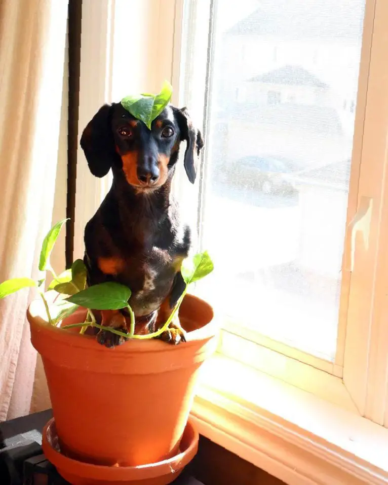 A Dachshund on top of a plant in a pot by the window