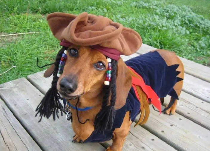 A Dachshund in pirate costume while standing on the wooden floor