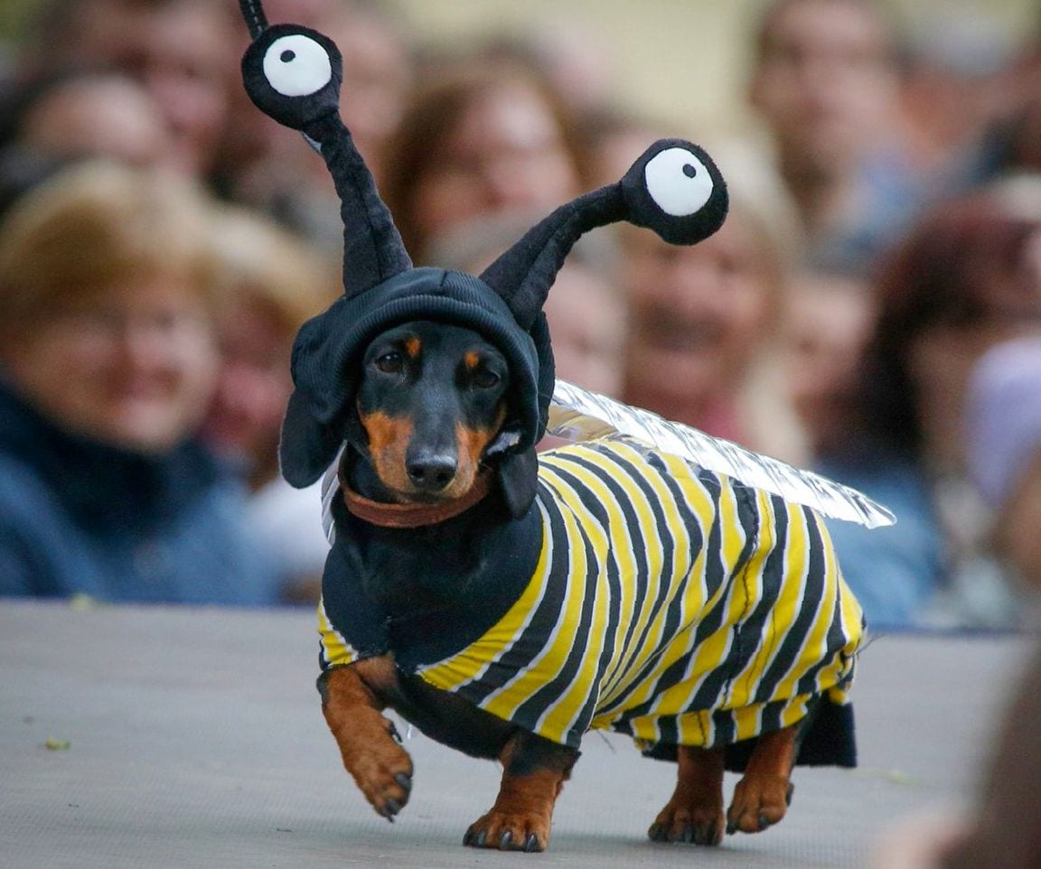 A Dachshund in bee costume while walking on the stage