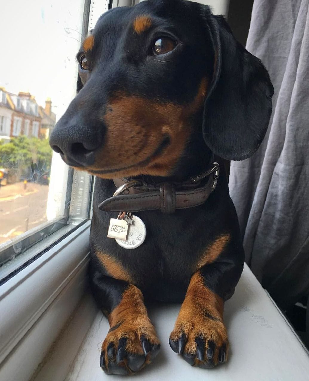 A Dachshund lying by the window sill while looking outside