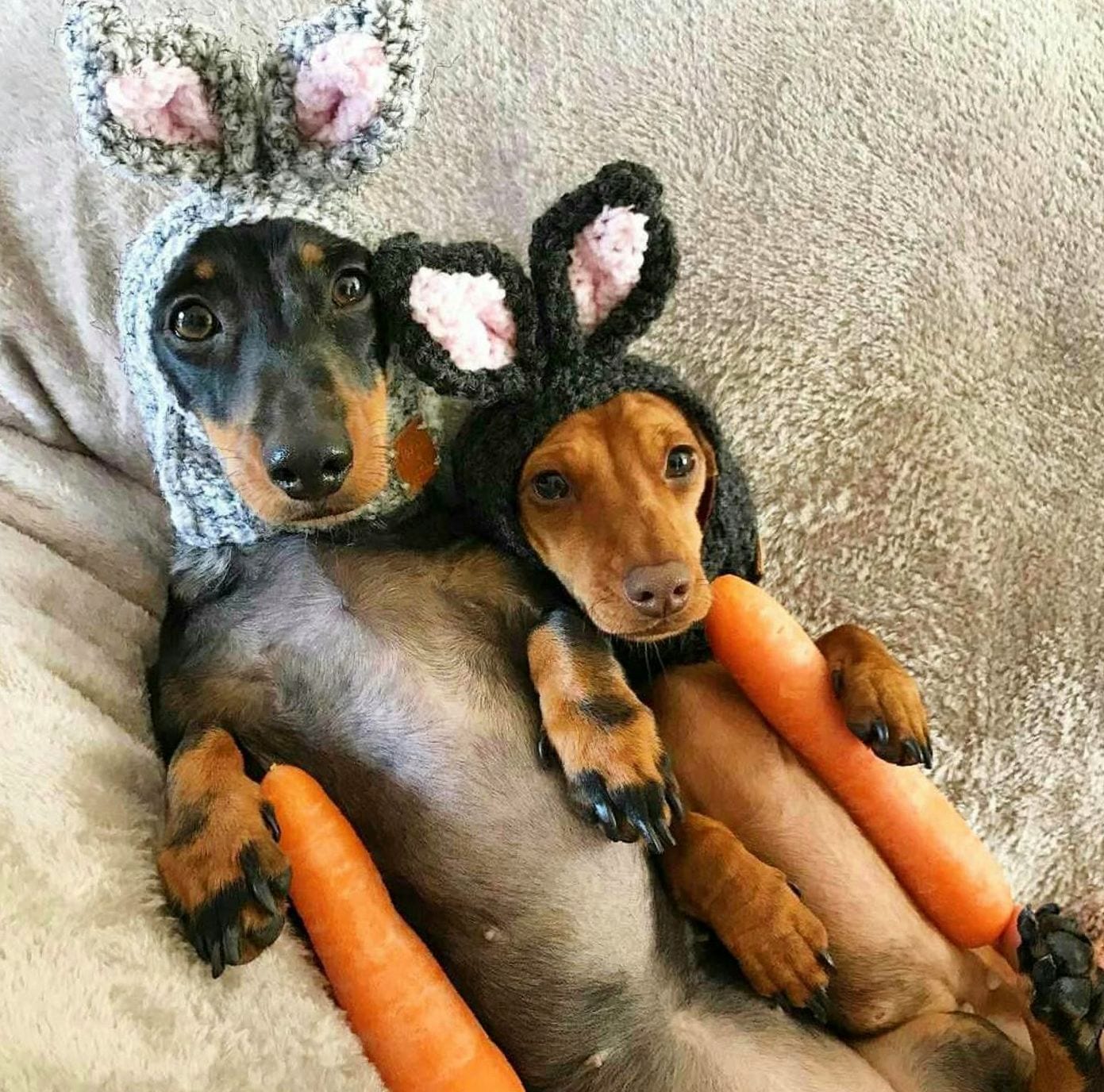 An adult and puppy Dachshund wearing bunny ears headpiece while sitting on the couch with carrots