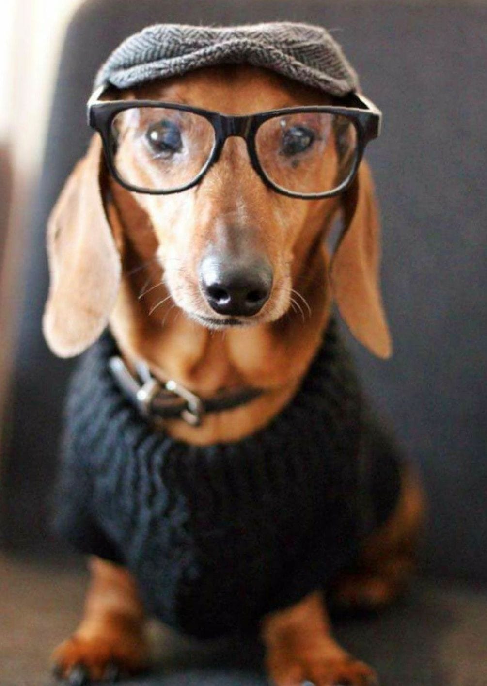 A Dachshund wearing a hat , glasses, and black sweater while sitting on the chair