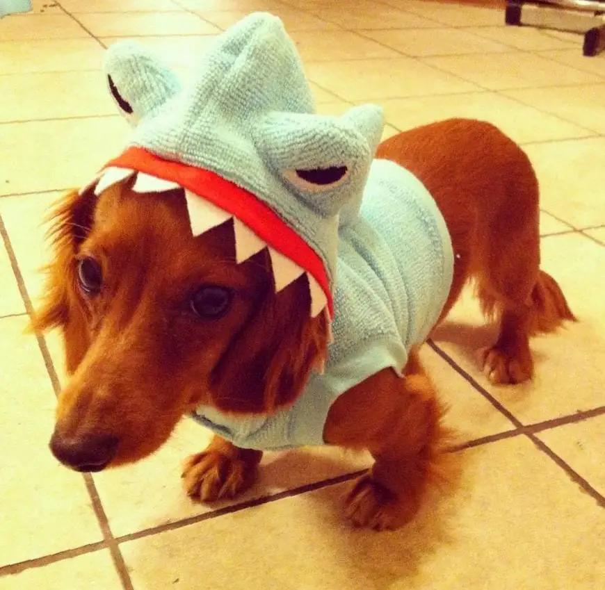 A Dachshund wearing dinosaur costume while standing on the floor