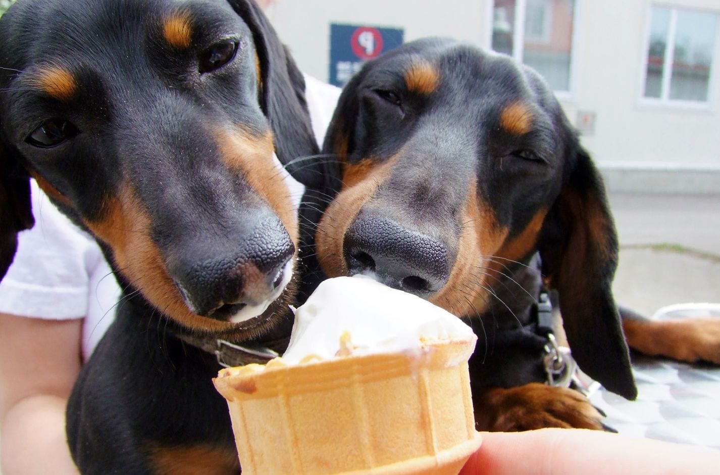 two Dachshund licking an ice cream from a cone